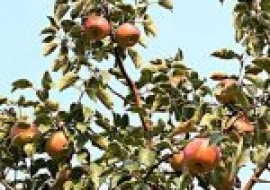 VC果园：适合四川种植的苹果品种有哪些？