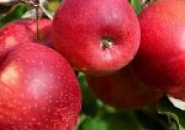 VC果园：甘肃产的哪些苹果品种好吃？