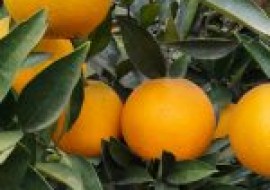VC果园：我国哪些地方产的橙子好吃？