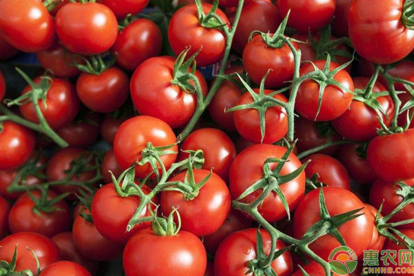 现在西红柿多少钱一斤？2019最新西红柿产区收购价格行情