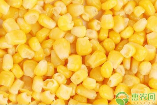 2019年1月17日全国玉米价格行情预测及汇总