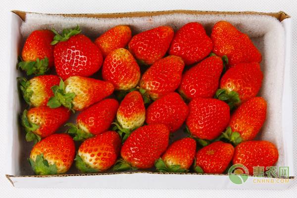 现在草莓价格如何？2019年1月19日最新草莓价格行情