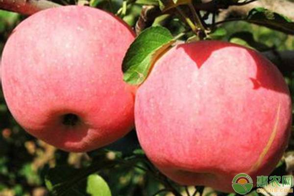 红富士苹果多少钱一斤？2019年最新苹果价格行情