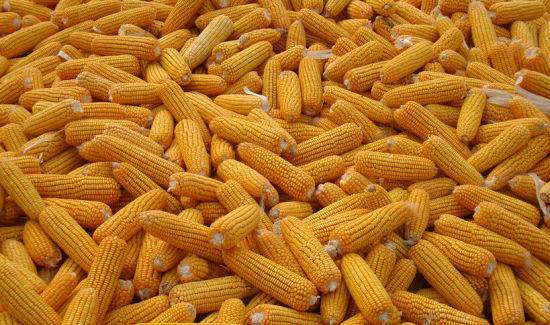 东北玉米价格持续下跌，春节过后有望上涨