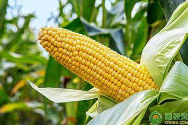 今日玉米多少钱一吨？2019最新全国玉米价格行情