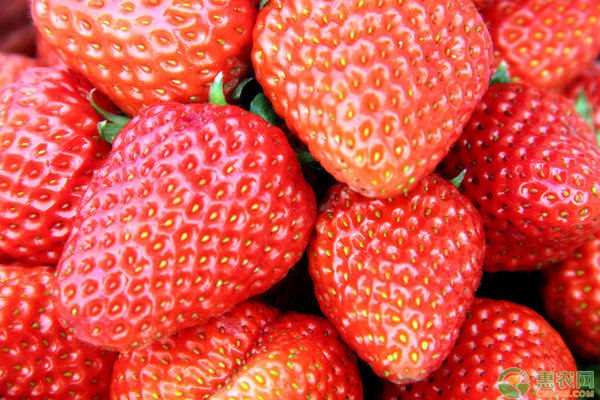 目前草莓多少钱一斤？2019年全国最新草莓价格行情分析