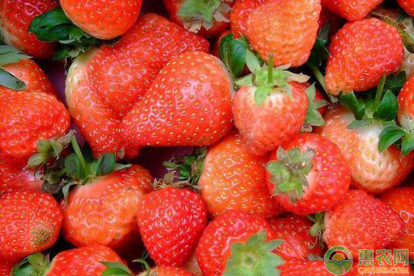 目前草莓多少钱一斤？2019年全国最新草莓价格行情分析