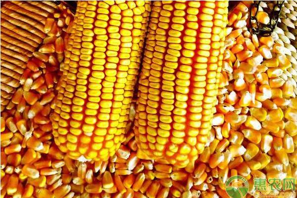 2019年2月份全国玉米价格最新行情预测