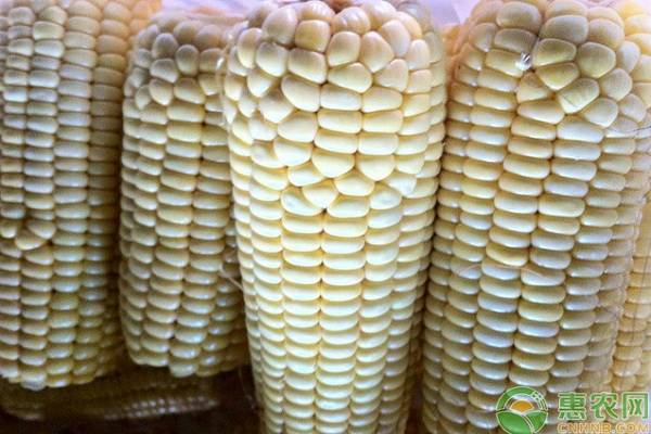 玉米多少钱一斤？2019年2月份玉米价格行情预测