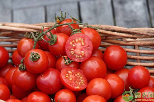 西红柿多少钱一斤？今日西红柿产区收购价格行情