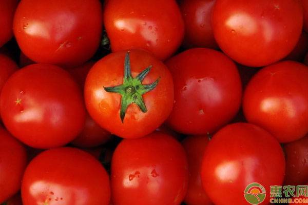 西红柿多少钱一斤？今日西红柿产区收购价格行情