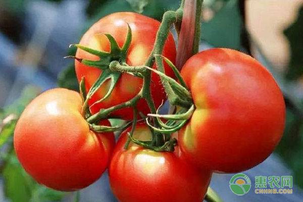 今日西红柿行情走势如何？2019年全国西红柿价格行情