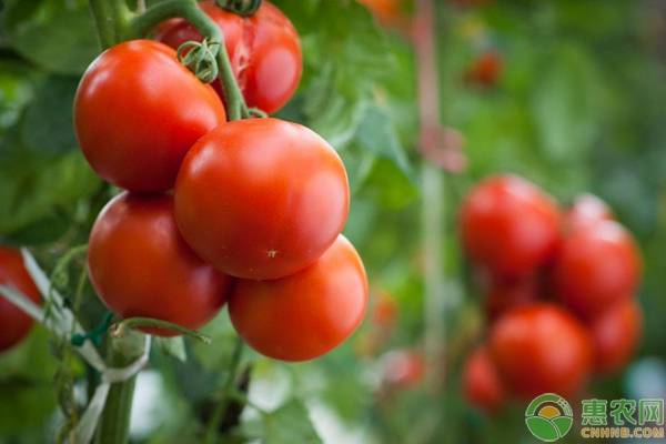 元宵佳节即将来临，“国民蔬菜”西红柿价格多少钱一斤？
