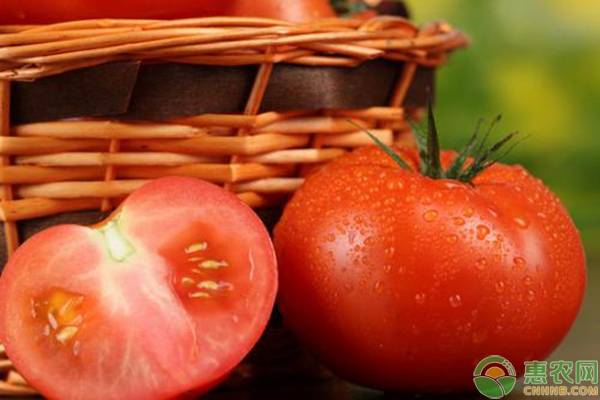西红柿多少钱一斤？2019年最新产区西红柿价格行情