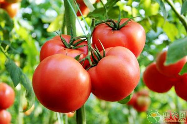 西红柿多少钱一斤？2019年最新产区西红柿价格行情