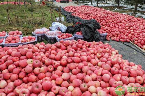 苹果多少钱一斤？2019国内苹果产区收购价格行情