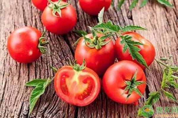 今日西红柿多少钱一斤？2019年最新产区西红柿价格行情