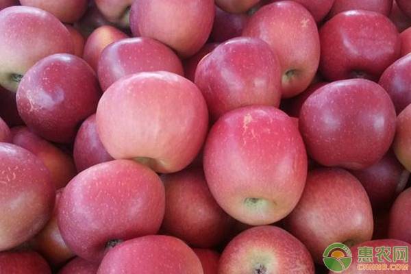 红富士苹果多少钱一斤？2019年最新苹果产区价格行情
