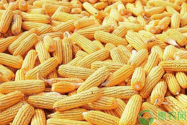 今日玉米收购价多少钱一斤？3月13日各地玉米价格最新报价汇总