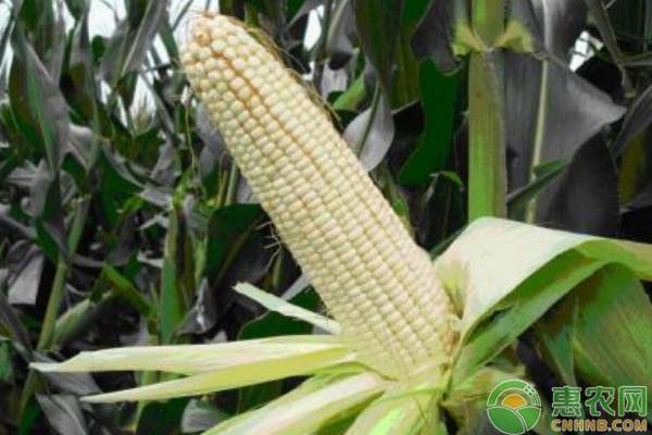 2019年3月15日国内玉米主产区最新价格行情