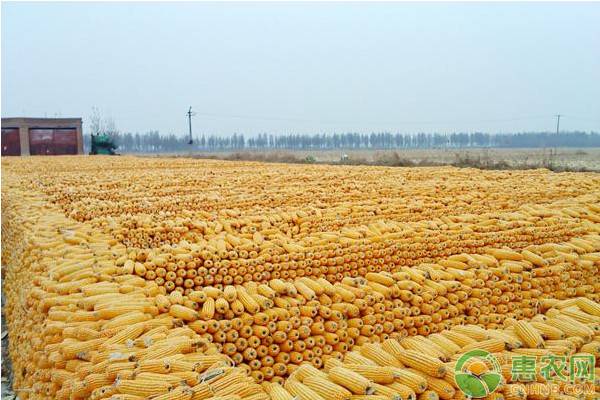 现在玉米价格多少钱一斤？3月16日全国玉米价格行情预测