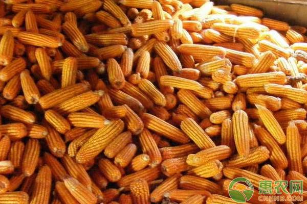 今日玉米价格多少钱一斤？3月20日国内玉米主产区价格行情汇总