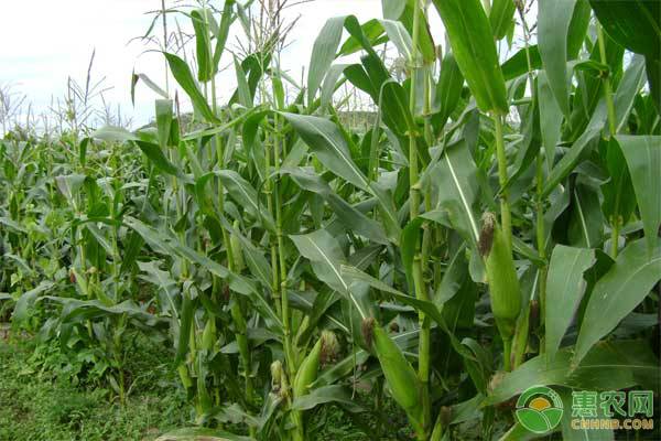 2019年黑龙江省玉米品种种植区域划分详情