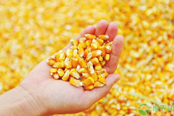 玉米种子价格多少钱一袋？哪个品种的玉米好？