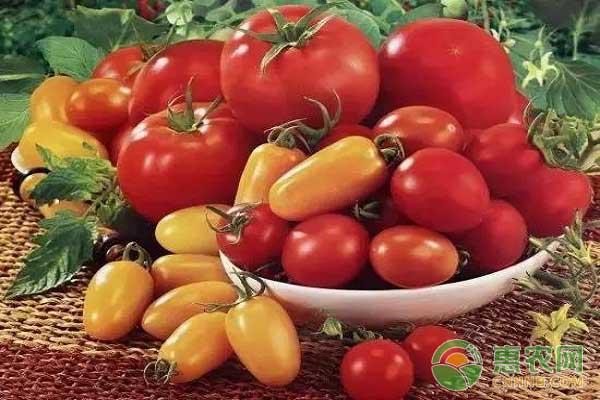 黑番茄多少钱一斤?红番茄、紫番茄、青番茄、黄番茄与黑番茄的区别