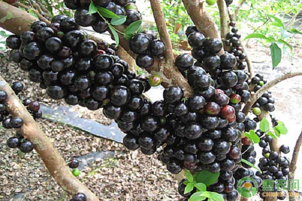 今日树葡萄价格多少钱一斤?树葡萄的价值功效