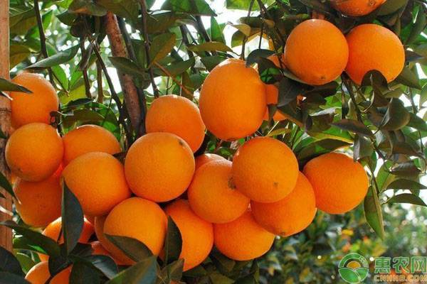 橙子批发多少钱一斤？种植前景如何？（附种植技术）