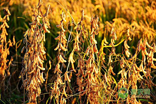 2019年大豆玉米的补贴发放时间已出，农民朋友准备起来！