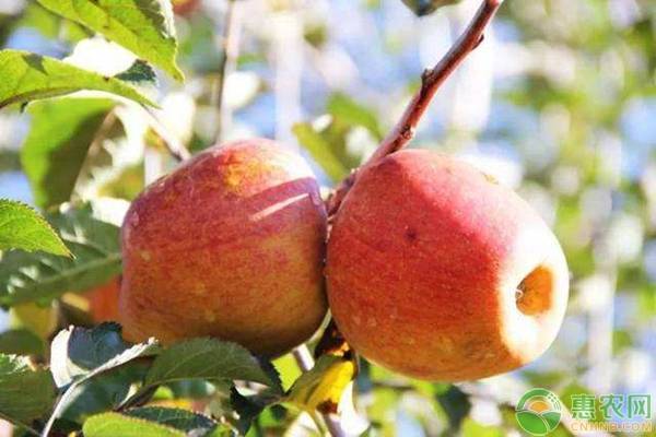 苹果有哪些常见品种？哪个品种的苹果好吃？