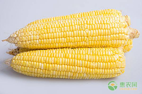 玉米常见品种有哪些？营养价值哪种更高？