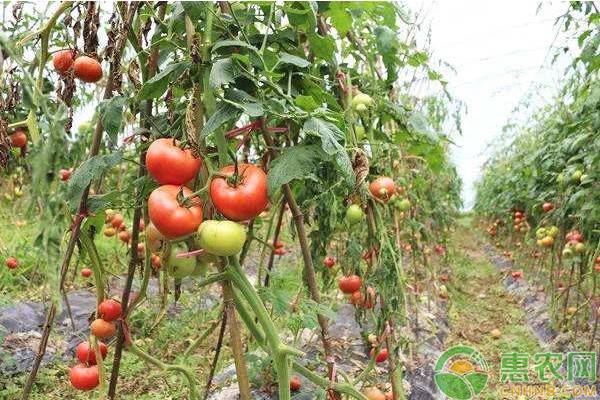 西红柿品种大全，你吃过哪几种？