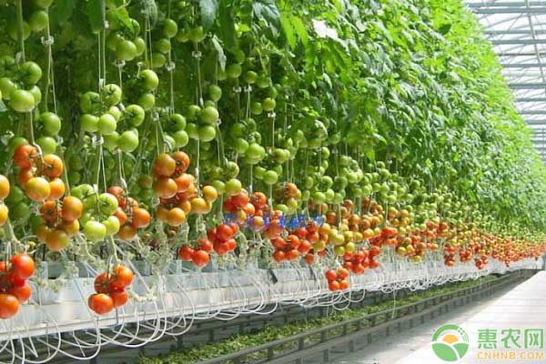 河南小伙变身西红柿种植农场主，开启致富之路，如今亩产高达2万斤!