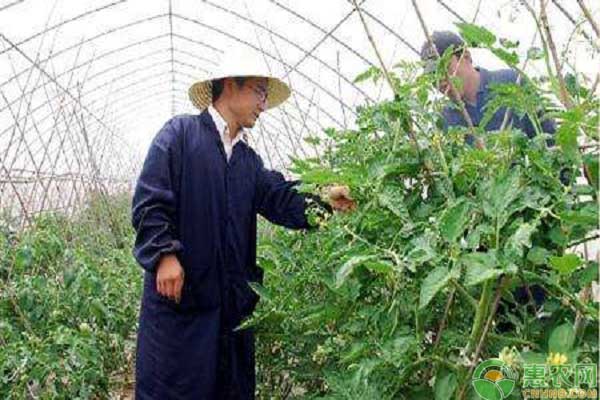 河南小伙变身西红柿种植农场主，开启致富之路，如今亩产高达2万斤!