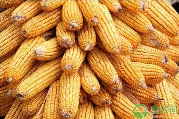 现在玉米价格多少钱一斤？2019下半年玉米价格行情预测
