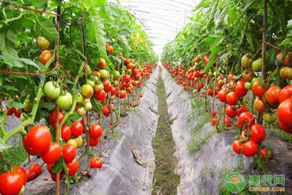番茄苗多少钱一株？番茄的种植管理方法有哪些？