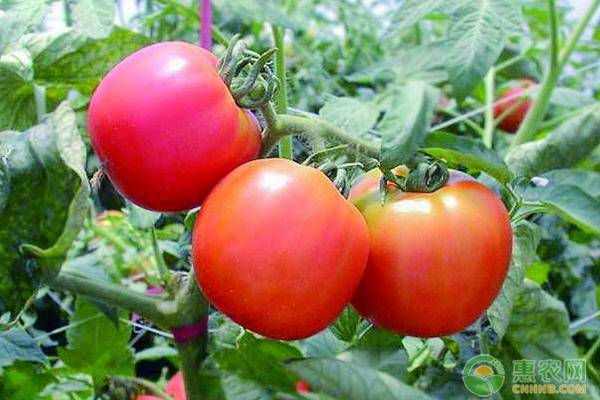 番茄苗多少钱一株？番茄的种植管理方法有哪些？
