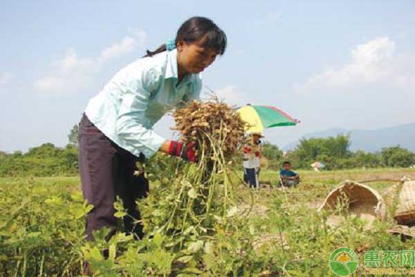 农村妇女发展花生产业，用花生喜获丰收推动致富！