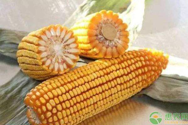 买玉米种子注意了，这些品种农业部门已禁止推广和销售！