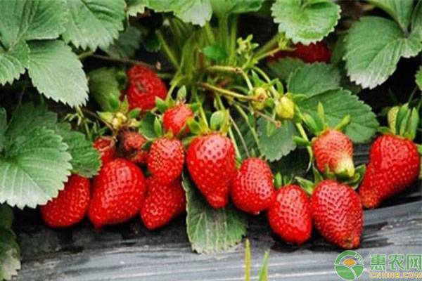 市场上常见的草莓有哪些品种？它们各有什么特点？