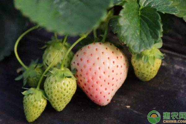 市场上常见的草莓有哪些品种？它们各有什么特点？
