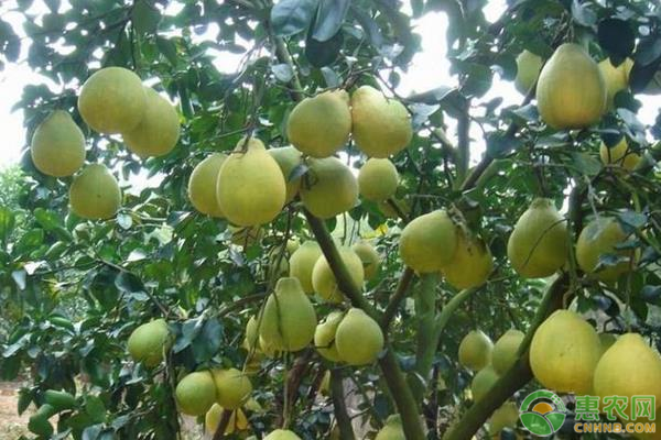 苹果柚价格多少钱一斤？苹果柚的种植技巧有哪些？