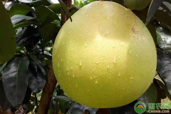 苹果柚价格多少钱一斤？苹果柚的种植技巧有哪些？