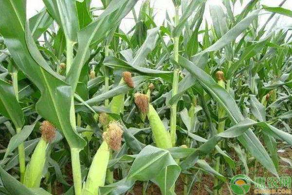 山东玉米最新价格是多少钱一斤?当前玉米市场行情是怎样?