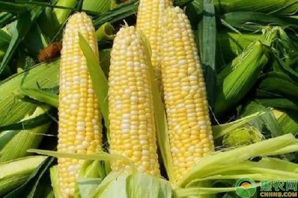 山东玉米最新价格是多少钱一斤?当前玉米市场行情是怎样?
