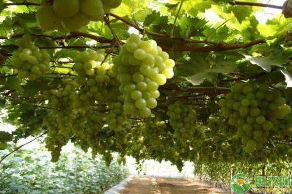 葡萄品种新排名