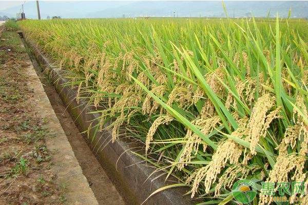 注意！黑龙江省玉米、大豆和稻谷补贴发放时间已出台！